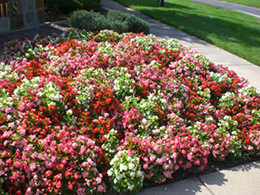 Landscaping Design St. Louis